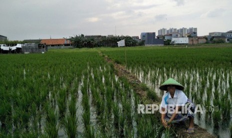 Kawasan sawah di Kelurahan Rorotan, Kecamatan Cilincing, Jakarta Utara, Selasa (13/2).