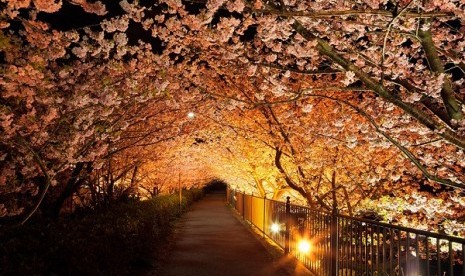 Kawazu Cherry Tree in Shizuoka, Japan