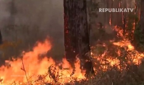 Kebakaran hutan di Australia 