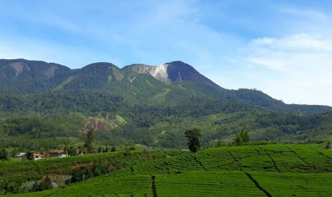 Hutan di lereng Gunung Talang yang terletak di Solok, Sumatra Barat. Konflik satwa dengan manusia juga meningkat seiring dengan berkurangnya luasan hutan alam di Sumatra Barat.