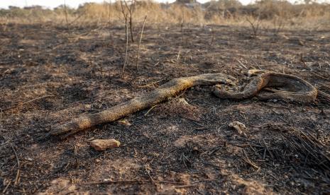 Kebakaran melanda lahan basah terbesar di dunia di bagian barat daya Pantanal, dekat Corumba di negara bagian Mato Grosso do Sul.