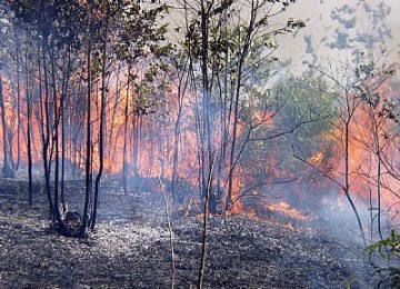 Kebakaran hutan