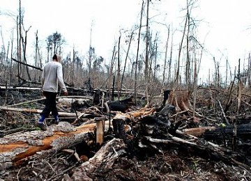 Kebakaran hutan, ilustrasi