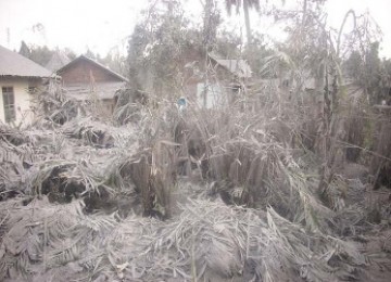 Kebon salak pondoh rusak ditimpa abu Merapi