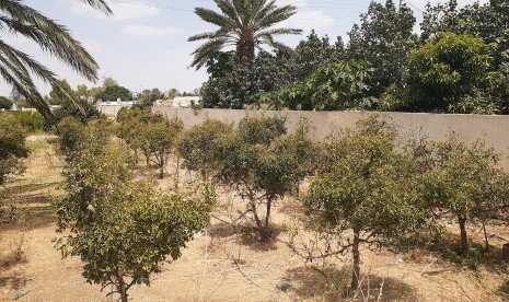 Kebun anggur di sekitar Masjid Addas, Thaif.