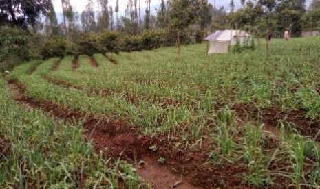 Kebun bawang putih di Kabupaten Wonosobo, Jawa Tengah.