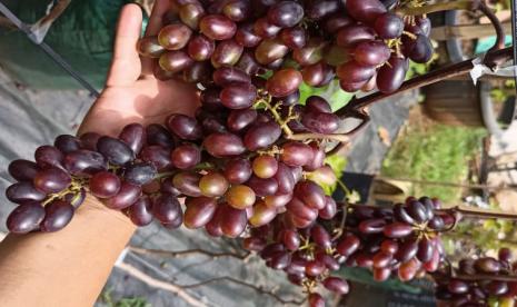 Kebun buah anggur yang bibitnya berasal dari Ukraina tumbuh subur di Kota Bekasi tepatnya di Jalan Bambu Kuning, Kelurahan Sepanjang Jaya, Kecamatan Rawalumbu. Hal itu lantaran suhu di Kota Bekasi yang cenderung panas sehingga proses fotosintesis anggur maksimal. 