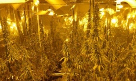 Hydroponic cannabis nursery found in Tasmania.