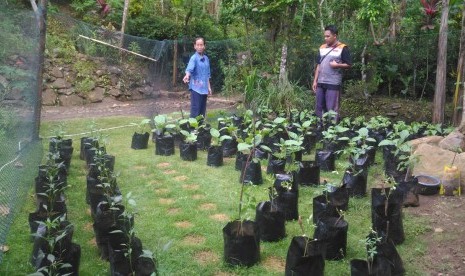 Kebun gizi keluarga di RW 6 Dusun Makemdowo, Desa Sidomulyo, Kecamatan Purworejo, Kabupaten Purworejo.