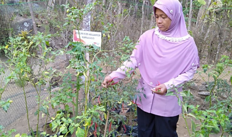 Kebun gizi Keluarga Kapulogo binaan Rumah Zakat.