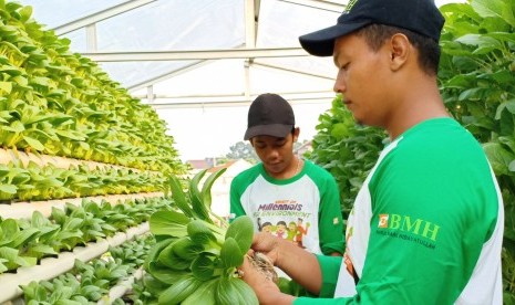 Kebun hidroponik BMH-Kimia Farma di Pesantren Hidayatullah Depok.