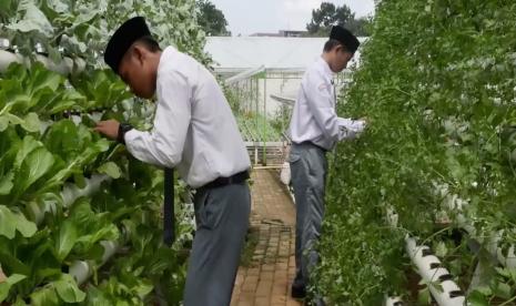 Kebun Hidroponik di Pondok Pesantren Hidayatullah, Kalimulya, Depok