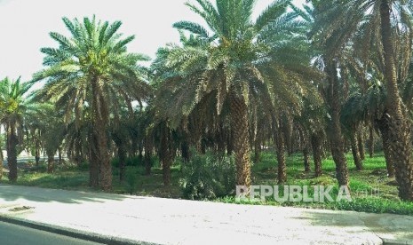 Rasulullah SAW mendoakan kebun kurma Jabir hingga buahnya melimpah. Kebun kurma