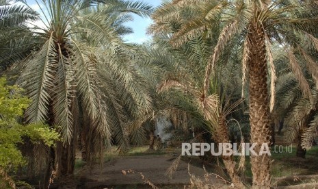 Arab Saudi Kirim Kurma ke 107 Tujuan Internasional. Kebun Kurma di Arab Kurma.