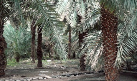 Nubuat Rasulullah SAW menyebut akan kembali hijaunya jazirah Arab. Kebun kurma di Madinah, Arab Saudi