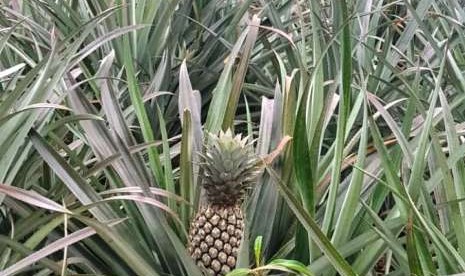 Kebun nanas kundur di Kabupaten Karimun, Riau.