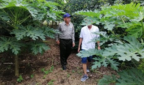 Kebun Percobaan Pandu di Minahasa Utara, Sulawesi Utara.