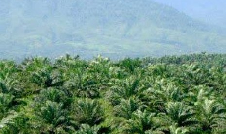 Palm oil plantation 