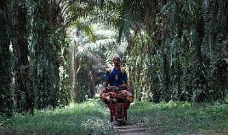 Palm oil plantation.