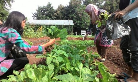 Kebun sayuran di kampus Universitas Trilogi