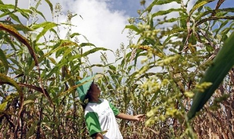 Kebun Sorgum di Adonara. 