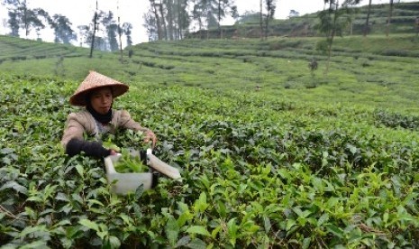 Kebun teh di Jawa Tengah.