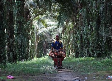 Kebun sawit, ilustrasi