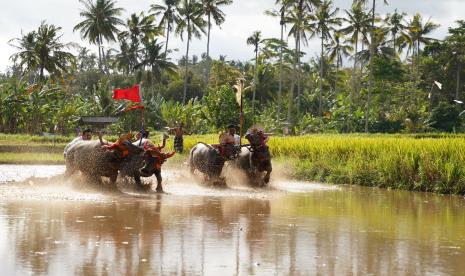 Kegiatan atraksi Makepung Lampit atau atraksi pacuan kerbau di Desa Manistutu, Jembrana, Bali sebagai salah satu kebudayaan yang menjadi unggulan di wilayah ini.