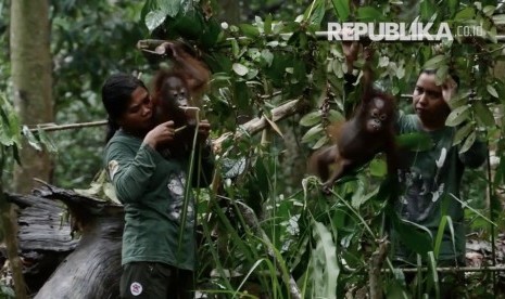 Kegiatan di Sekolah Hutan untuk Orangutan di Samboja, Kalimantan Timur