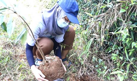 Kegiatan menanam pohon bersama milenial yang dilakukan BUMN Askrindo.