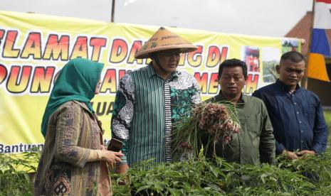 Kegiatan panen bawang merah di Desa Jarakan, Kapanewon Kalasan, Kabupaten Sleman, DIY.