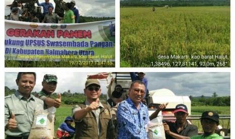 Kegiatan panen padi di Halmahera Utara, Maluku Utara, Selasa (19/12).