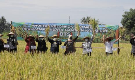 Kegiatan panen padi program budi daya tanaman sehat.