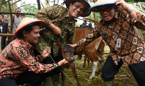 Kegiatan panen pedet terintegrasi kegiatan pembangunan pertanian di Provinsi Nusa Tenggara Timur pada tanggal 13 Desember 2019.