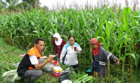 Kegiatan pembinaan dan pemeliharaan kebun jagung. 