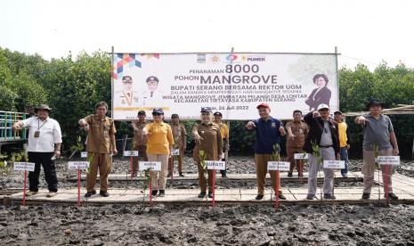 Kegiatan penanaman 8.000 bibit pohon mangrove di Desa Lontar, Kecamatan Tirtayasa, Serang, Banten.