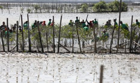 Ekosistem Mangrove Pantura Jawa tak Kuat Tangkal Rob