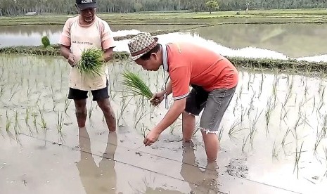 Kegiatan peningkatan Indeks Pertanian (IP) padi di Desa Binjeita, Kabupaten Bolaang Mongondow Utara, Sulawesi Utara.