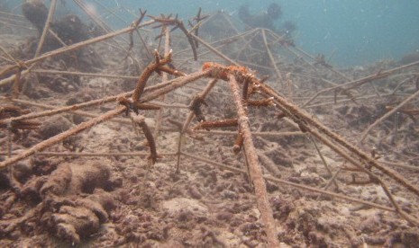 Kegiatan perawatan terumbu karang