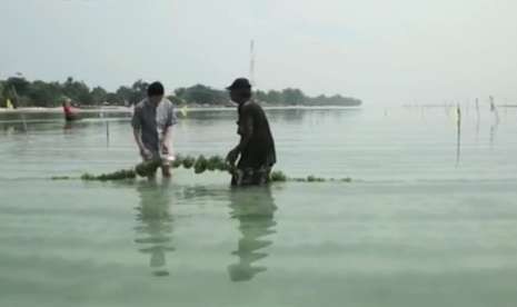 Kegiatan petani rumput laut di Pulau Tidung, Jakarta.