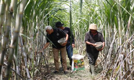 Kegiatan petani tebu di Kertosono, Nganjuk, Jawa Timur, Jumat (12/1/2024).