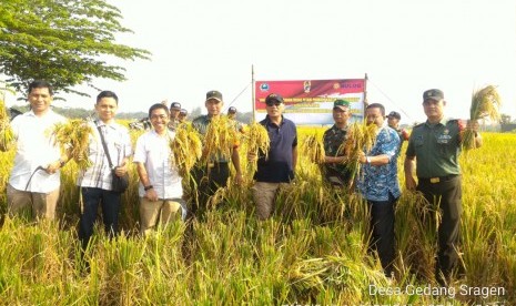 Kegiatan serap gabah di Sragen, Jawa Tengah, Sabtu (8/6).