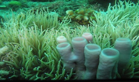 Keindahan bawah laut di Taman Wisata Alam Batuangus, Sulawesi Utara