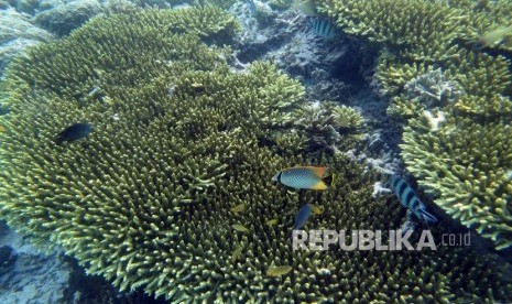 Keindahan bawah laut Raja Ampat dengan terumbu karangnya.