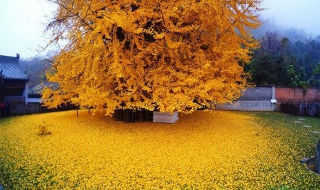 Keindahan Pohon Ginkgo di Kuil Gu Guanyin, Cina