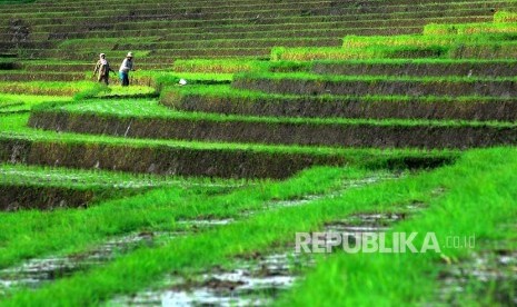 Keindahan subak Bali.