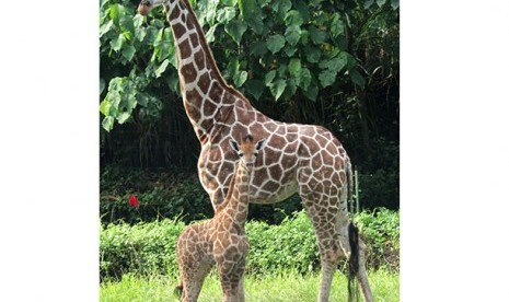 Kelahiran anak jerapah jantan di Taman Safari III Bali