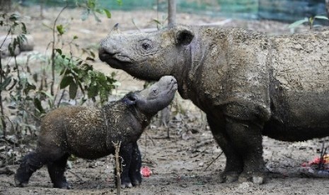 Kelahiran badak Sumatra (dicerorhinus Sumatrensis) bersama induknya.