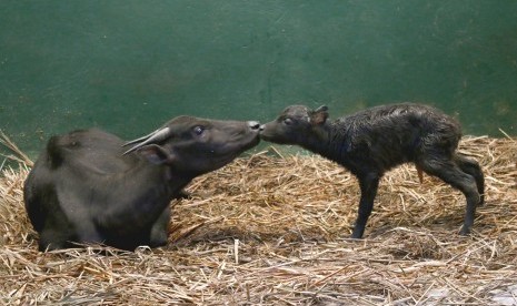 Kelahiran 'Kerbau Kerdil' alias Anoa