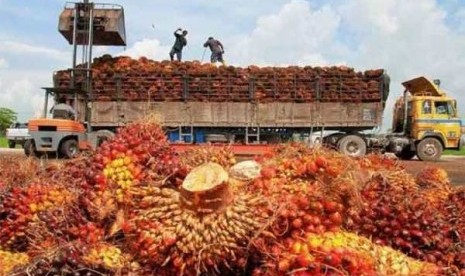 Kelapa sawit yang akan diolah menjadi minyak goreng (ilustrasi). New Delhi memutuskan untuk menghentikan impor minyak sawit dari Malaysia setelah komentar Mahathir yang mengkritik atas kebijakannya tentang Kashmir. 